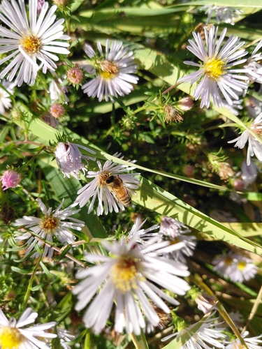 Western Honey Bee