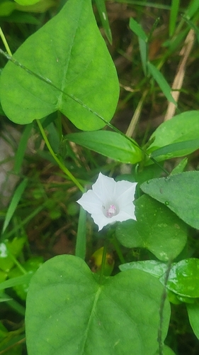 Ipomoea lacunosa, photograph 5