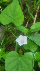 Ipomoea lacunosa, photograph author not stated, no rights reserved