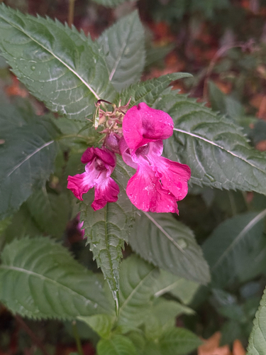 Himalayan balsam
