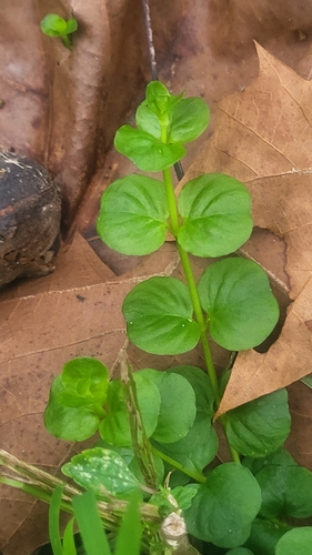 creeping Jenny