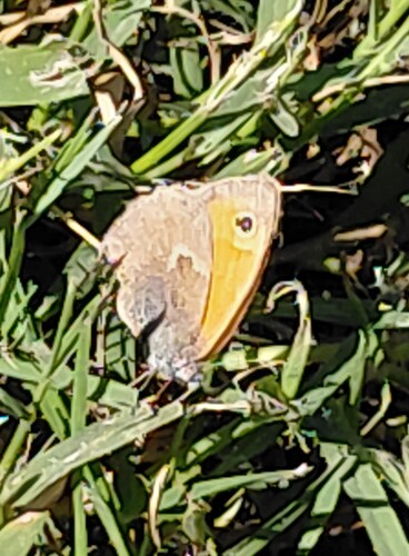 Small Heath