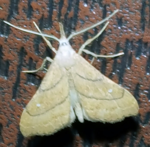 Macristis bilinealis
