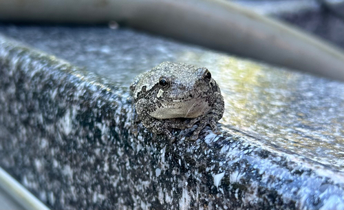 Gray Treefrog