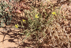 Goodenia berardiana