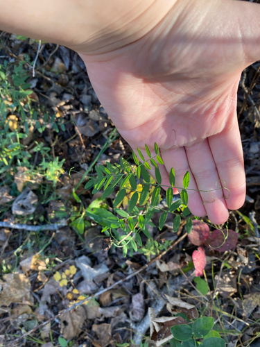 Vicia americana observed 2026-09-24