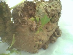 Myrmecodia