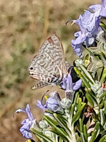 Lang's Short-tailed Blue