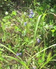 Delphinium carolinianum