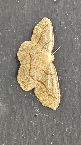 Hemlock Looper Moth