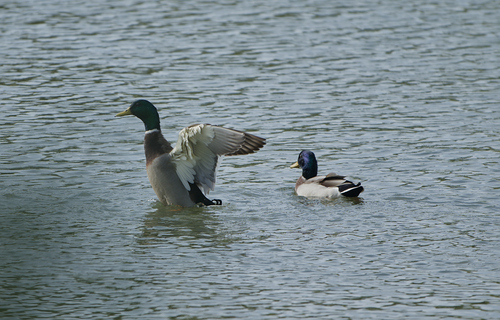 Mallard