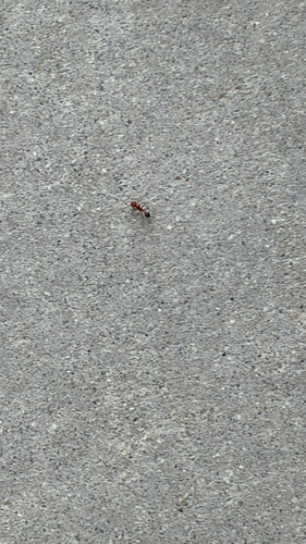 California Harvester Ant