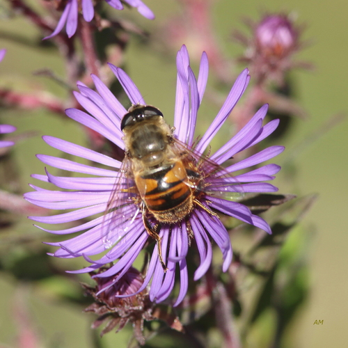 Common Drone Fly