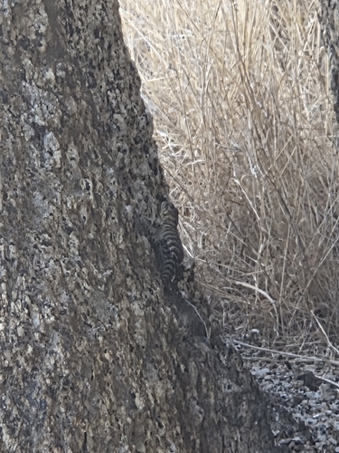 Granite Spiny Lizard