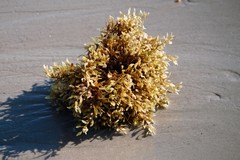 Sargassum natans