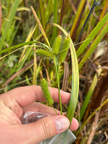 Carex pseudocyperus, photograph 3