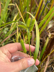 Carex pseudocyperus, photograph author not stated, no rights reserved