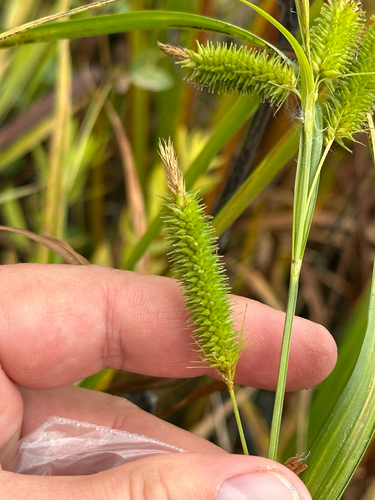 Carex pseudocyperus, photograph 2