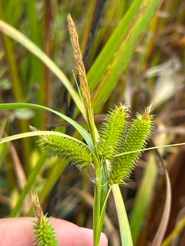 Cyperus Sedge