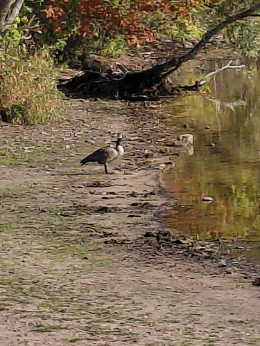 Canada Goose