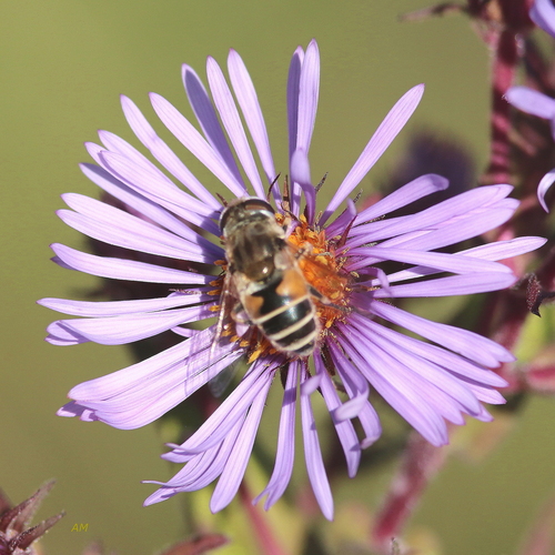 Eurasian Drone Fly
