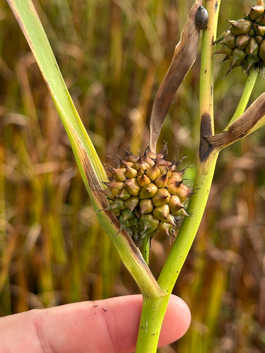 big bur-reed