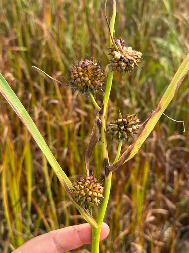 Sparganium eurycarpum, photograph 5