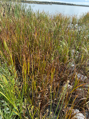 Sparganium eurycarpum, photograph author not stated, no rights reserved