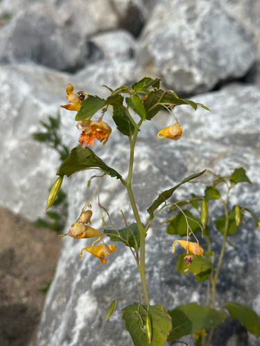 common jewelweed