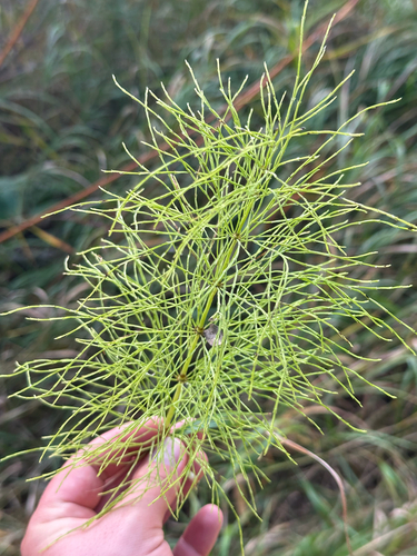 Equisetum sylvaticum, photograph 2