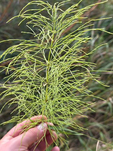 Equisetum sylvaticum, photograph 3