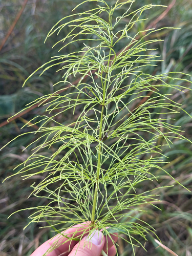 Equisetum sylvaticum