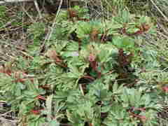 Paeonia brownii