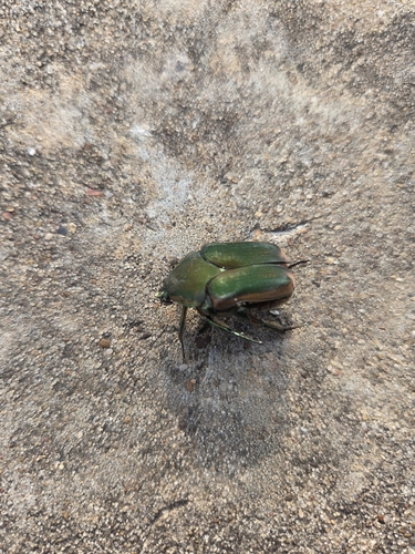 Common Green June Beetle