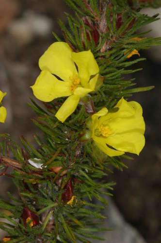 Image of Hibbertia prostrata by (c) Chris Lindorff, some rights reserved (CC BY)