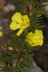Hibbertia prostrata