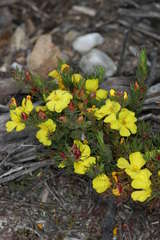 Hibbertia prostrata