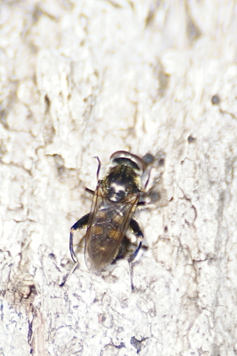 Dusky-banded Leafwalker photo 4