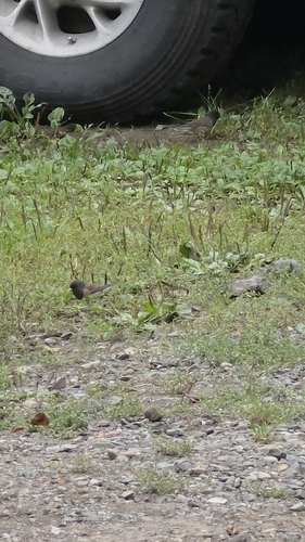 Dark-eyed Junco