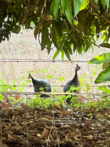Helmeted Guineafowl