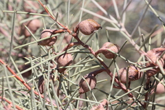 Hakea leucoptera leucoptera