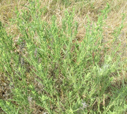 Ambrosia psilostachya, photograph 5