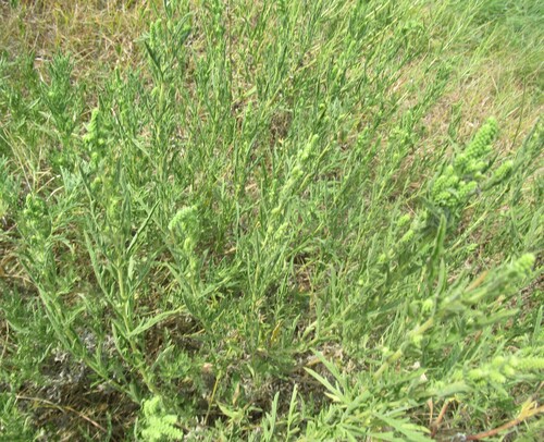 Ambrosia psilostachya, photograph 6
