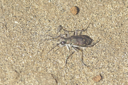 Bronzed Tiger Beetle