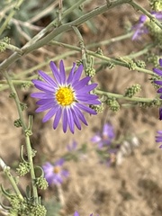 Dieteria canescens