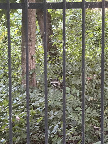 Common Raccoon