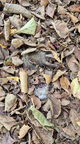 Rat photographed near here on 2026-09-24