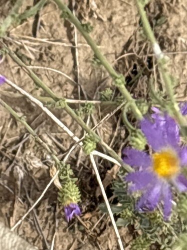 Dieteria canescens, photograph 2