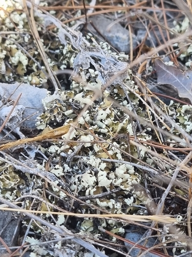 Cladonia foliacea