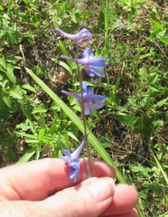 Delphinium carolinianum